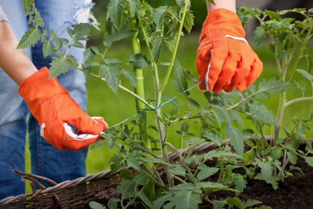 figure eight plant tying technique