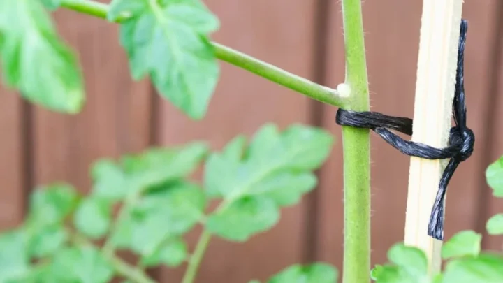 Hemp Garden Twine: The Best Way to Support Your Plants
