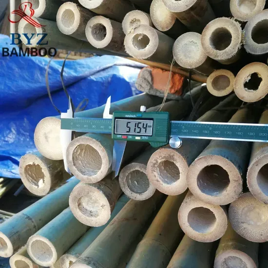bamboo cane diameter measurement