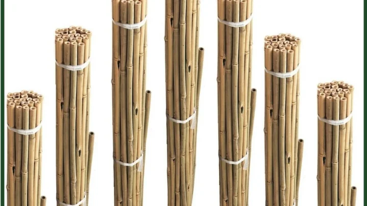 Bamboo Cane Sizes Explained: A Complete Guide