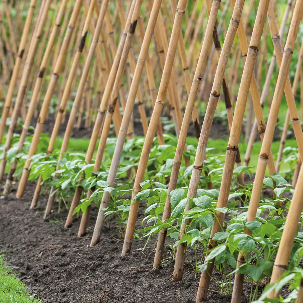 bamboo decomposition in soil