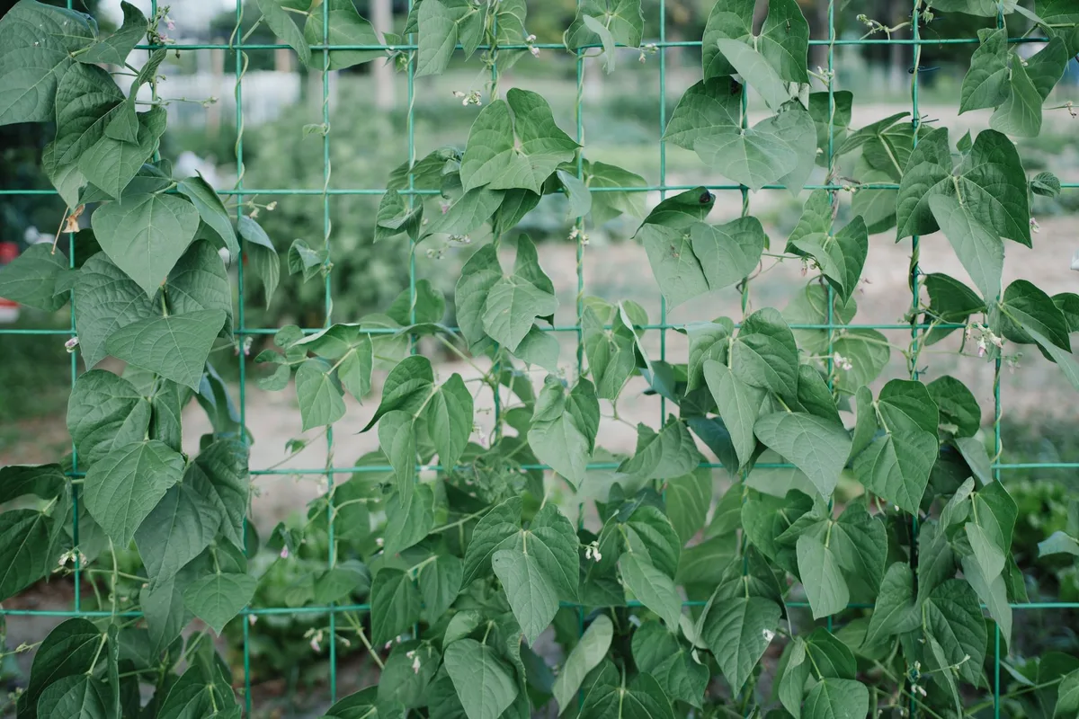bamboo wigwam bean frame