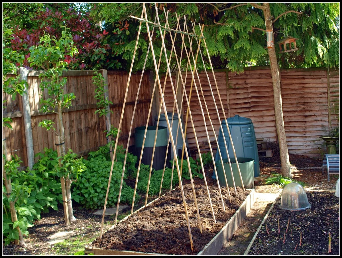 bamboo wigwam bean pole frame