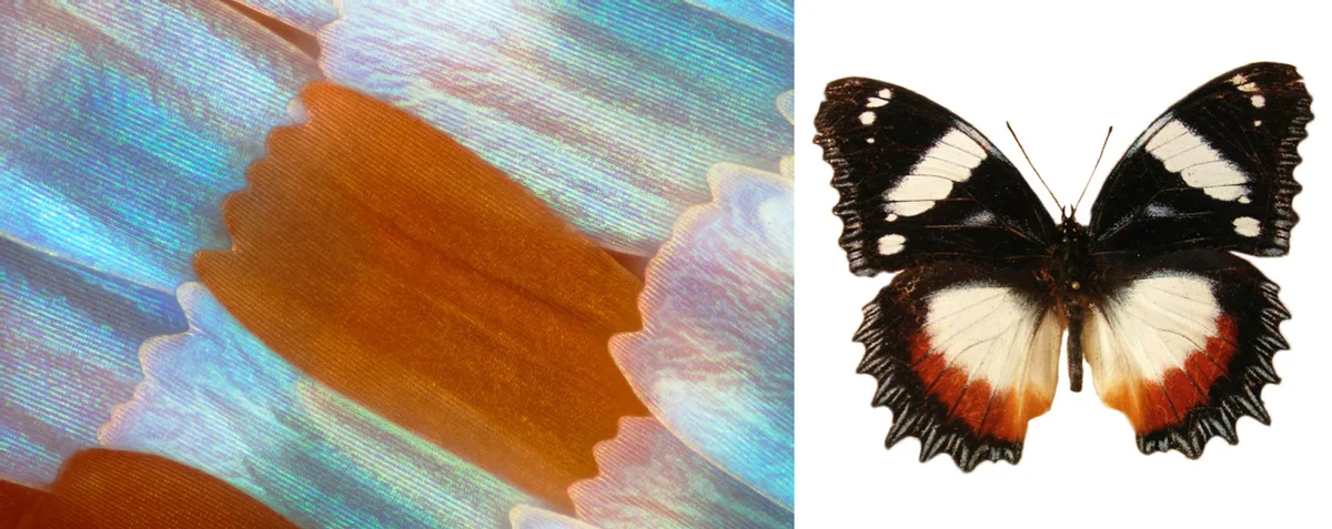 butterfly wing scale damage