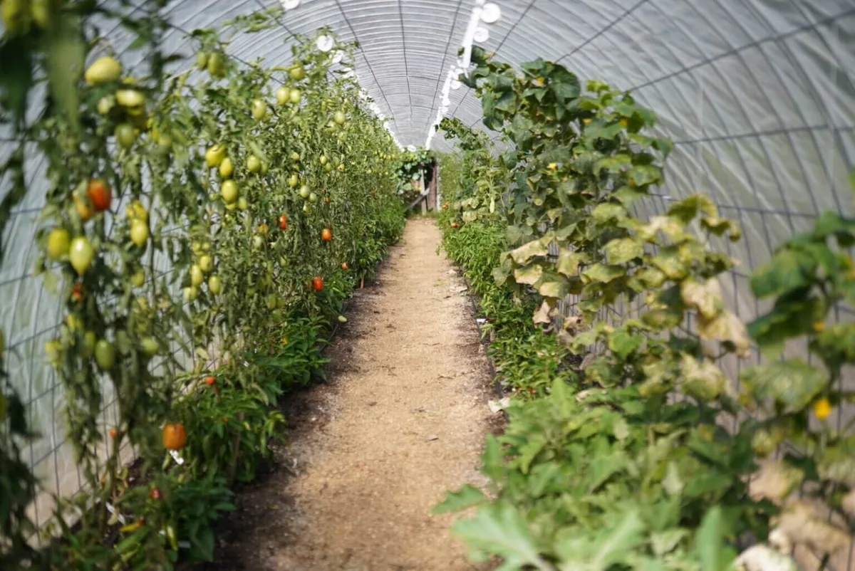 climbing plants rope support technique