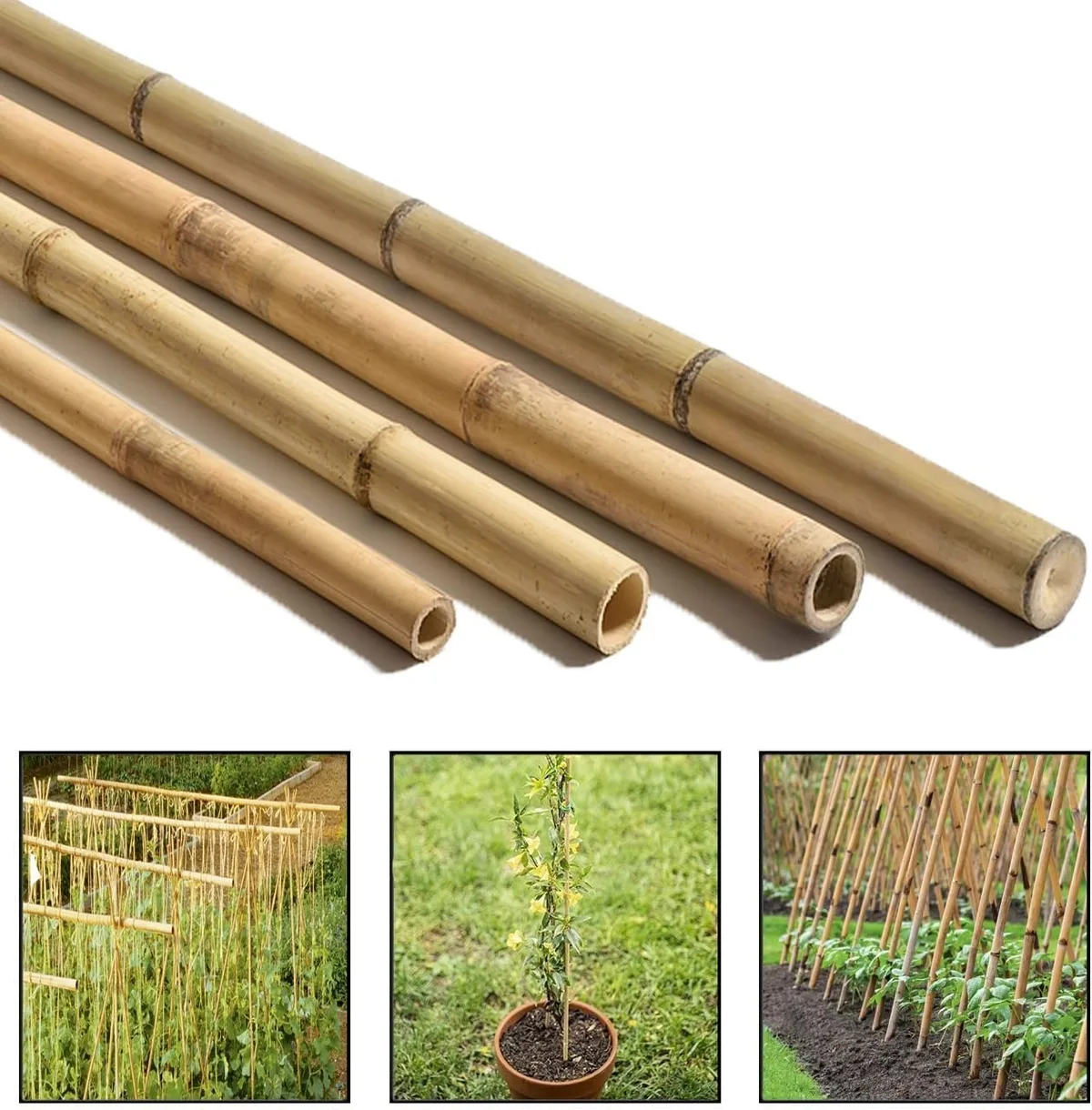 crossed bamboo cane A-frame lashing