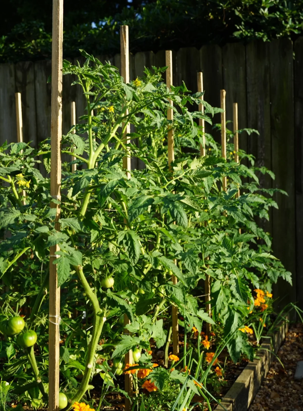 Florida weave tomato trellis