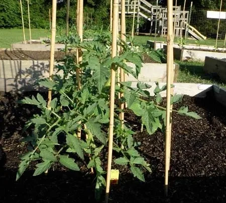 How to Build a Cane Frame for Tomatoes (Step-by-Step)