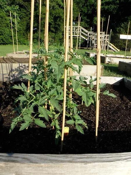 how to build a cane frame for tomatoes