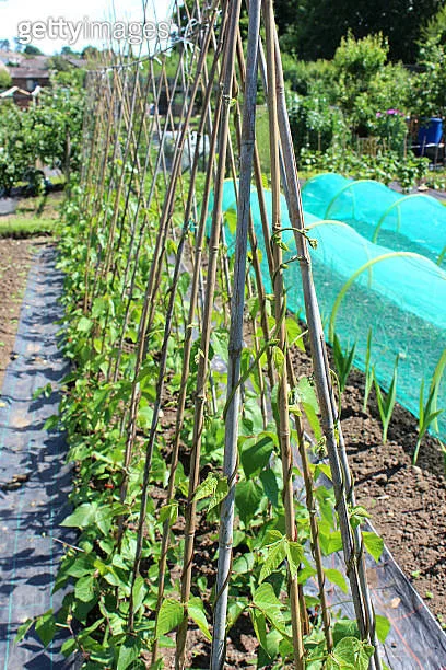 how to make a bean wigwam with bamboo canes