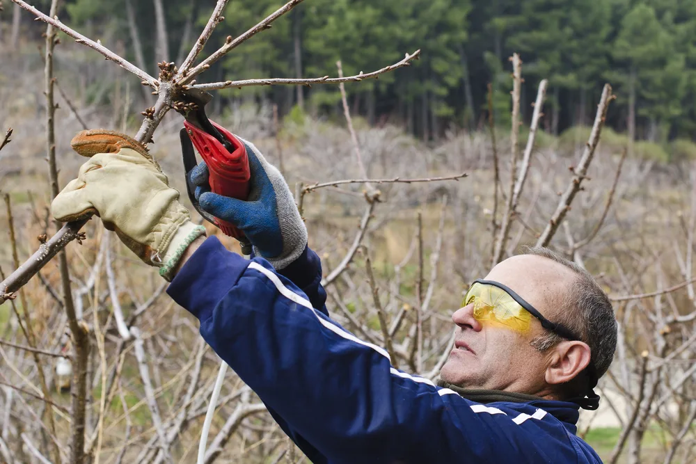 Protect Your Eyes From Bamboo Canes Safely