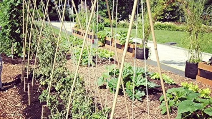 Garden Rope for Climbing Plants: A Complete Guide