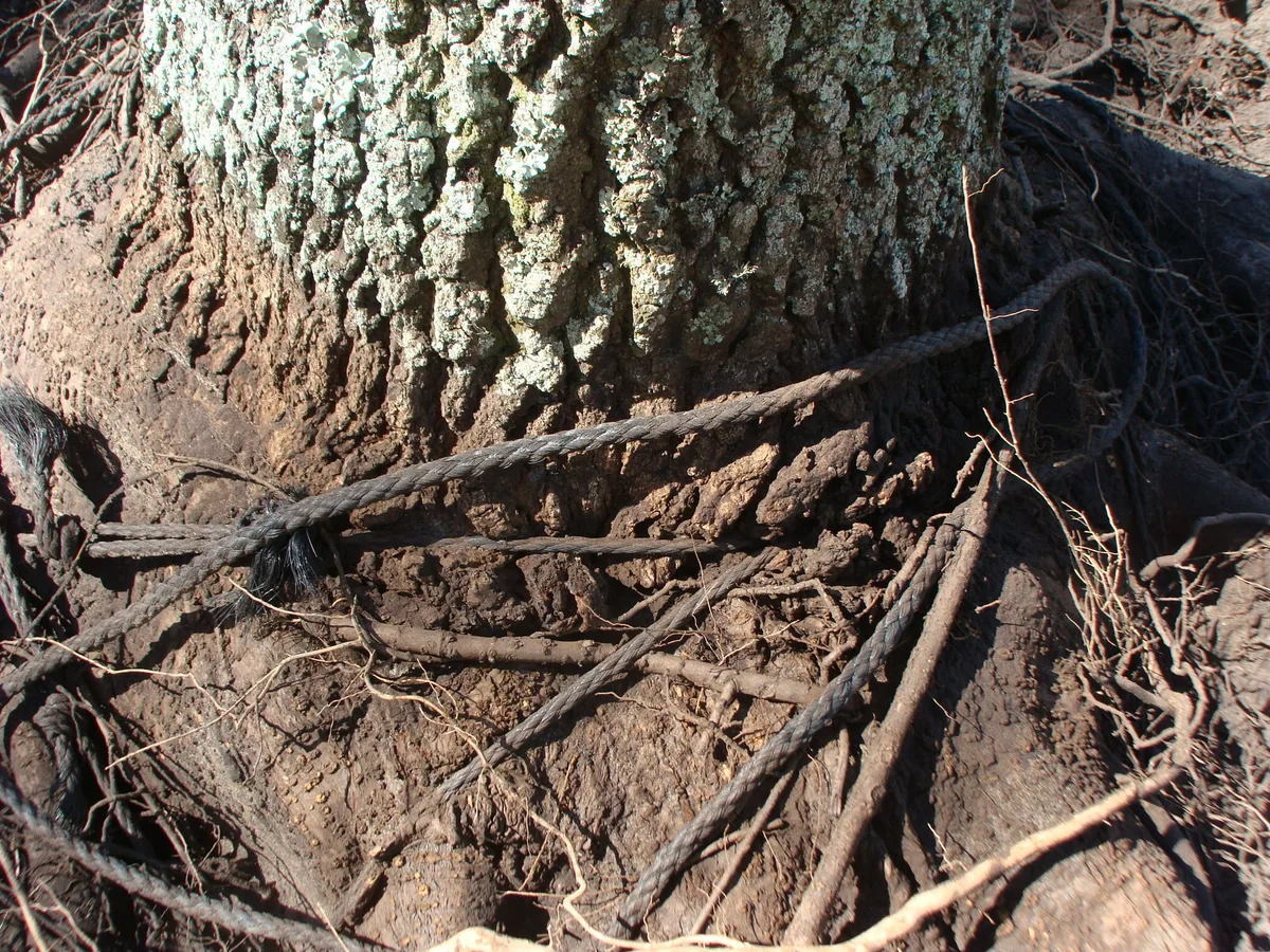 rope girdling plant stem