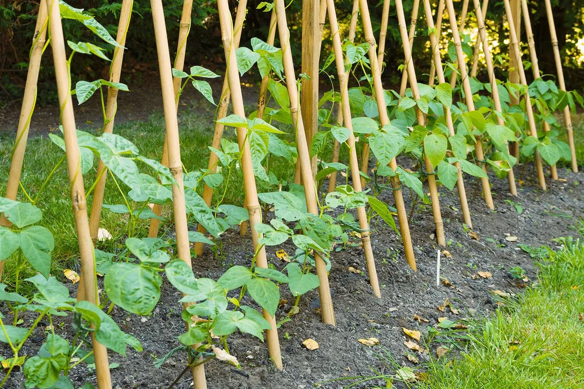 runner bean seedlings climbing bamboo cane