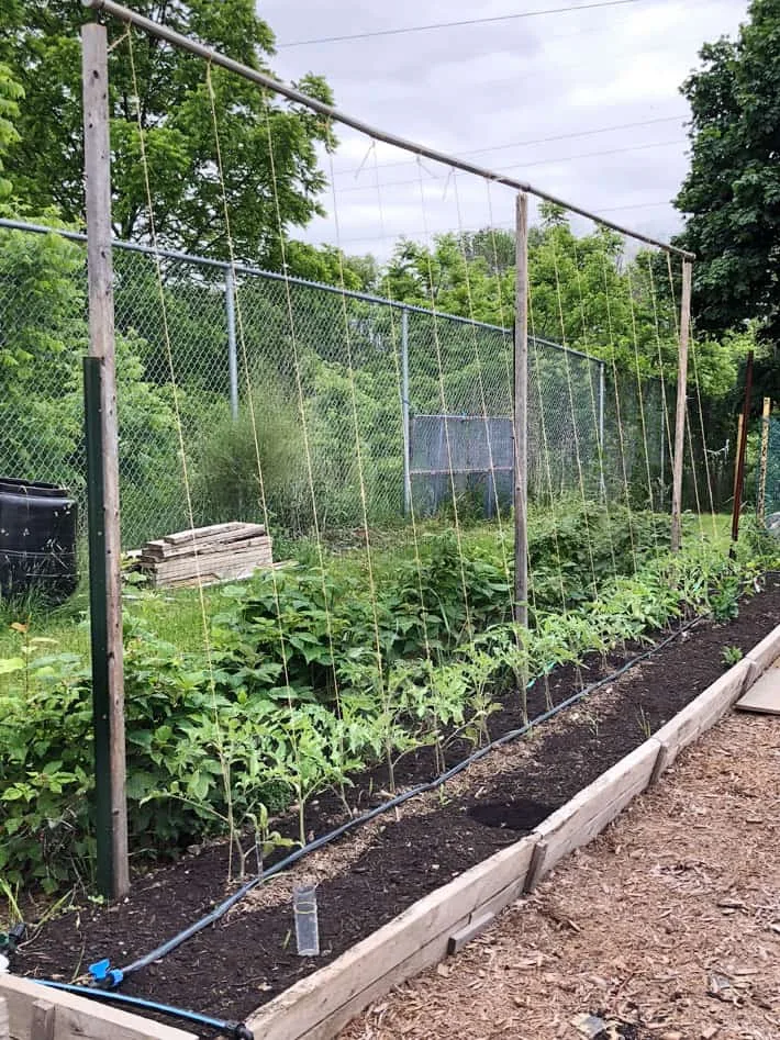 tie spacing indeterminate tomato plant