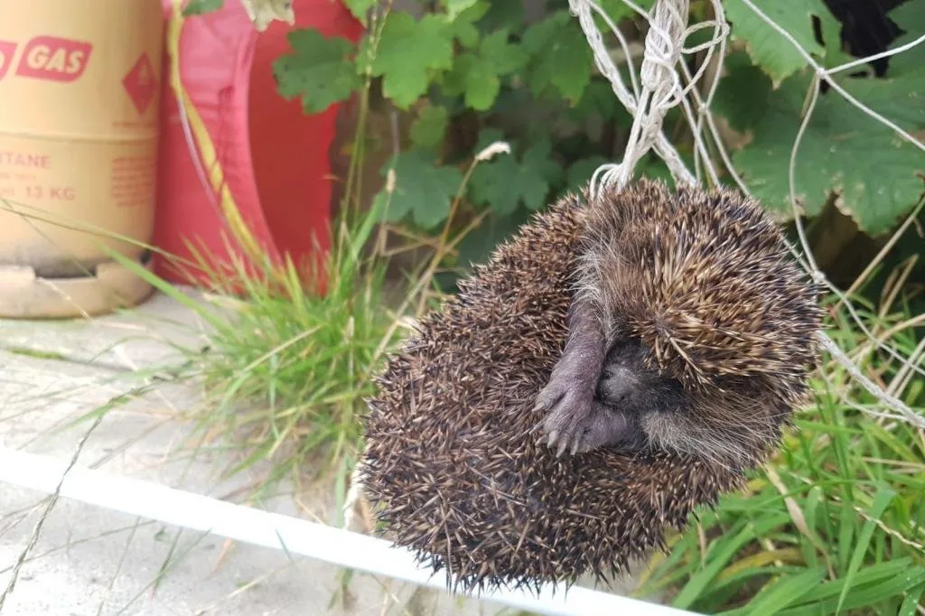 wildlife safe garden netting