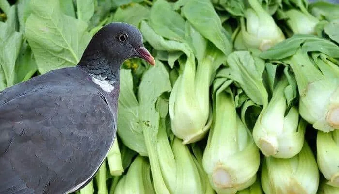 wood pigeon brassica crop damage